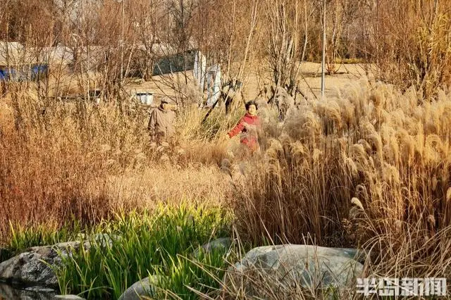 張村河畔夕照垂釣，暖冬繪就生態新景