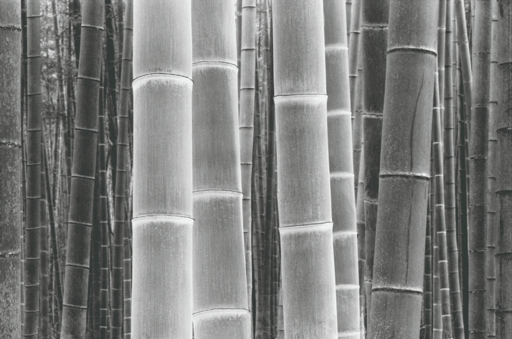 攝影收藏㊱｜金大洙：韓國設立“藝術銀行”推動收藏