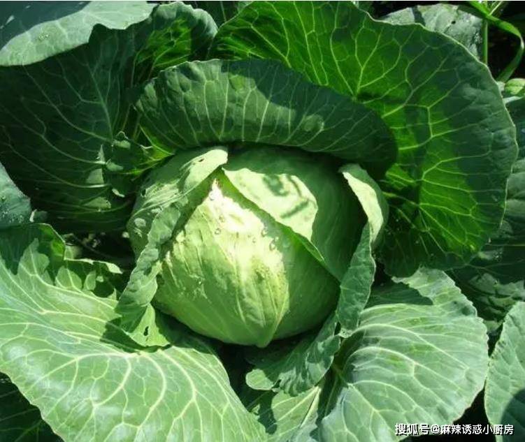 原創女子把香蕉插進苦瓜裡做美食，既好看又上檔次，連飯店大廚都佩服