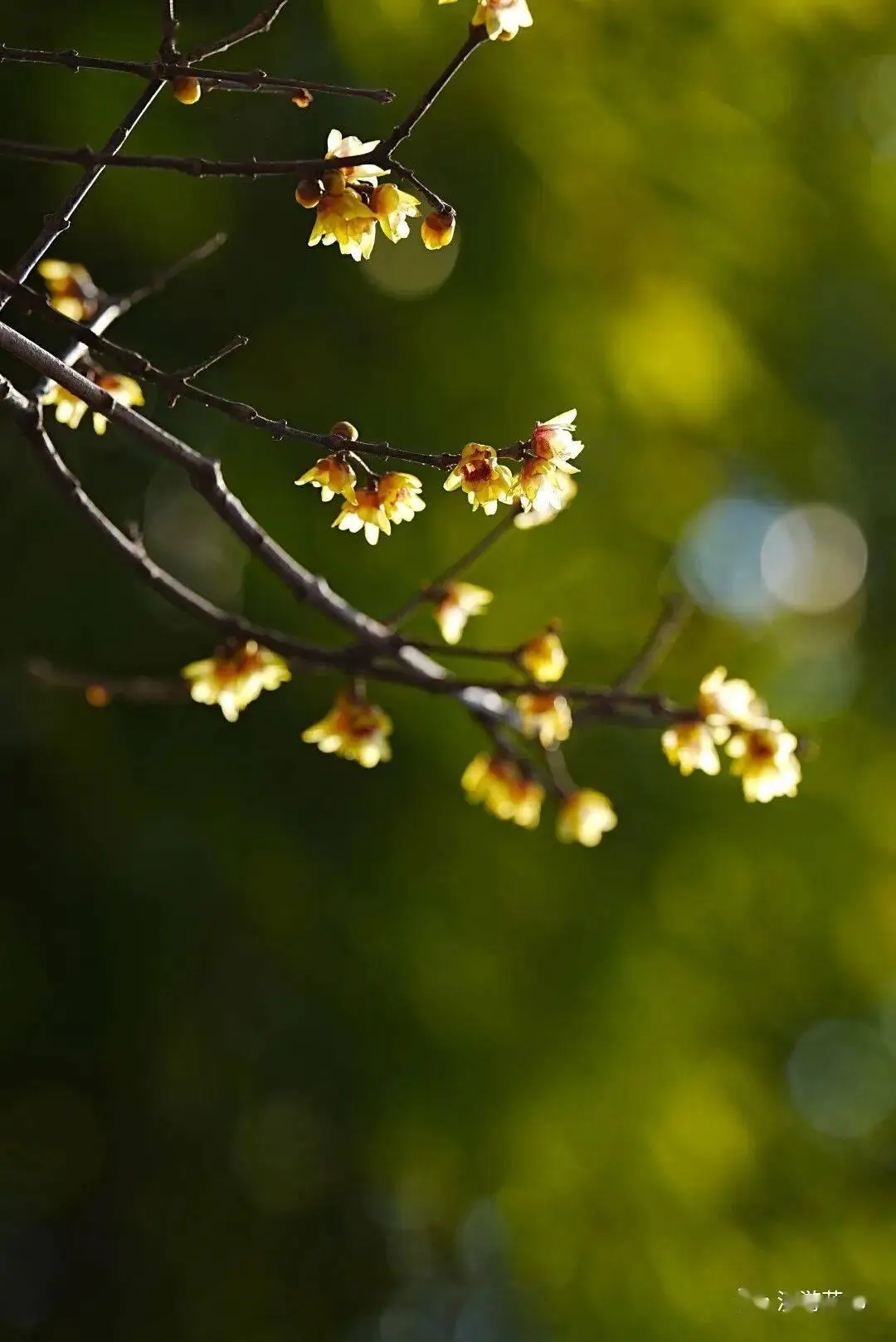 必須收藏！絕美！絕美！誰能拒絕這波中式美學？昆明超詳細賞梅攻略來了，包出片！