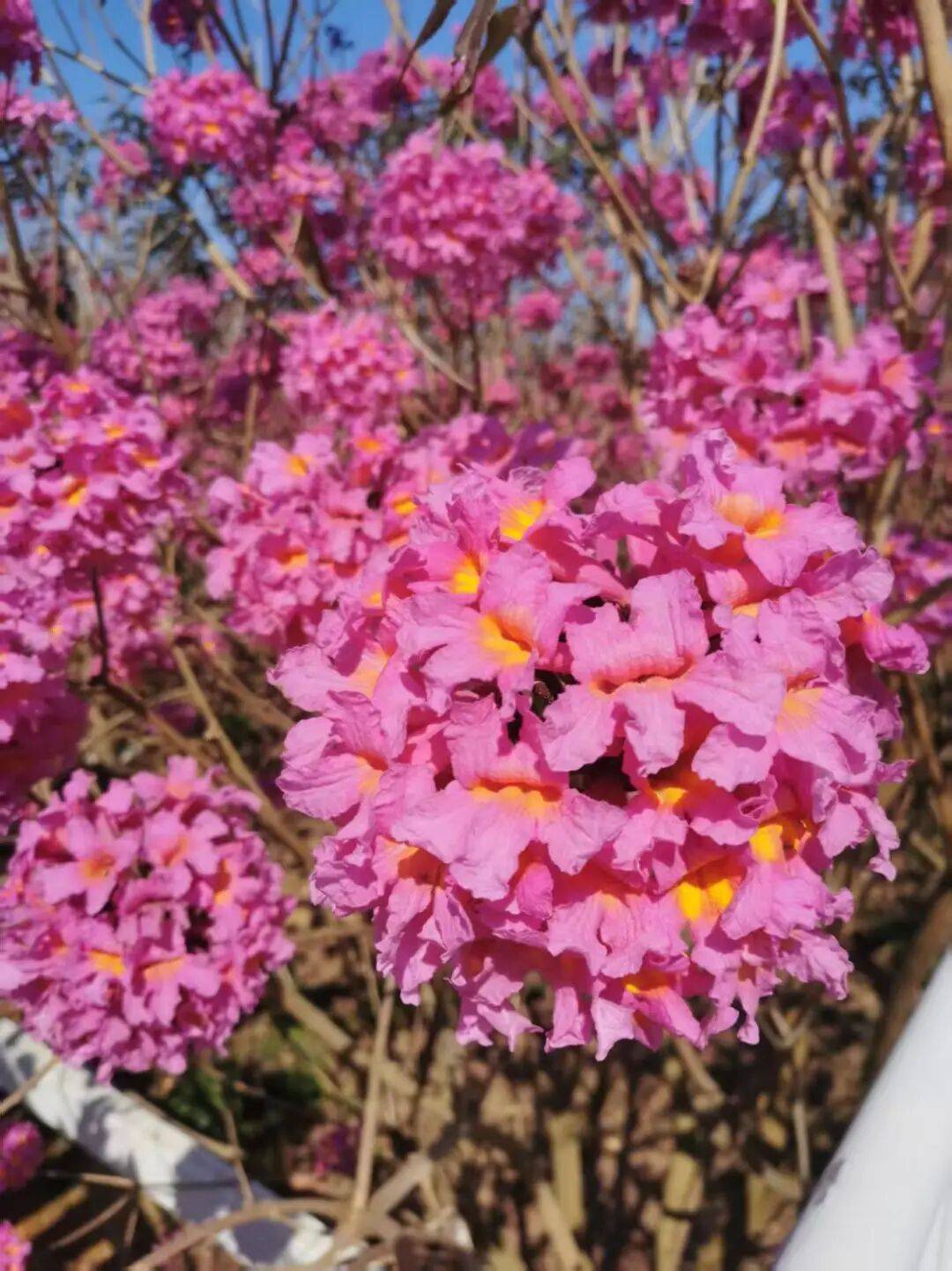 江門這些粉色花海，開了！趕快Mark住收藏→