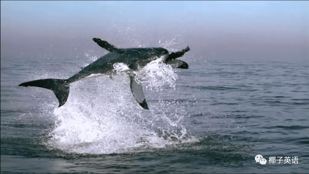 【紀錄片】精彩彙集！地理人必看經典！！值得收藏！！！