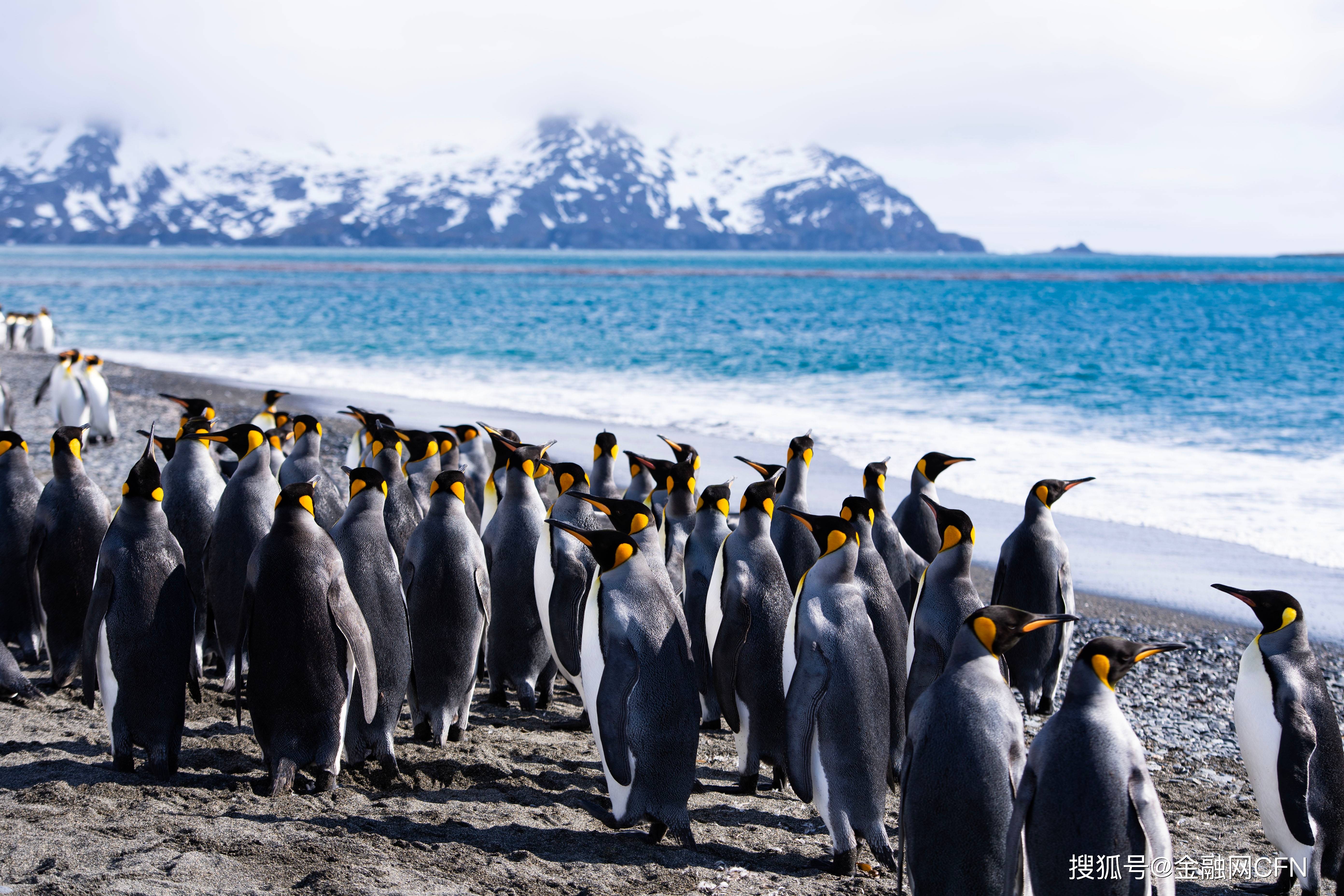 從南極到北京，北京小學生何曼琳繪畫作品《南極家園》驚豔金融街