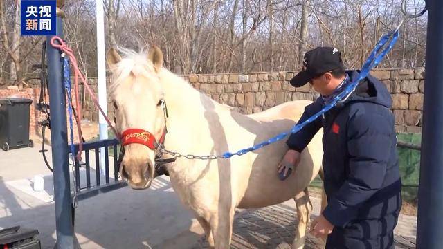 別人家的大學！青島這所高校開設“騎馬養馬”專業，央視關注